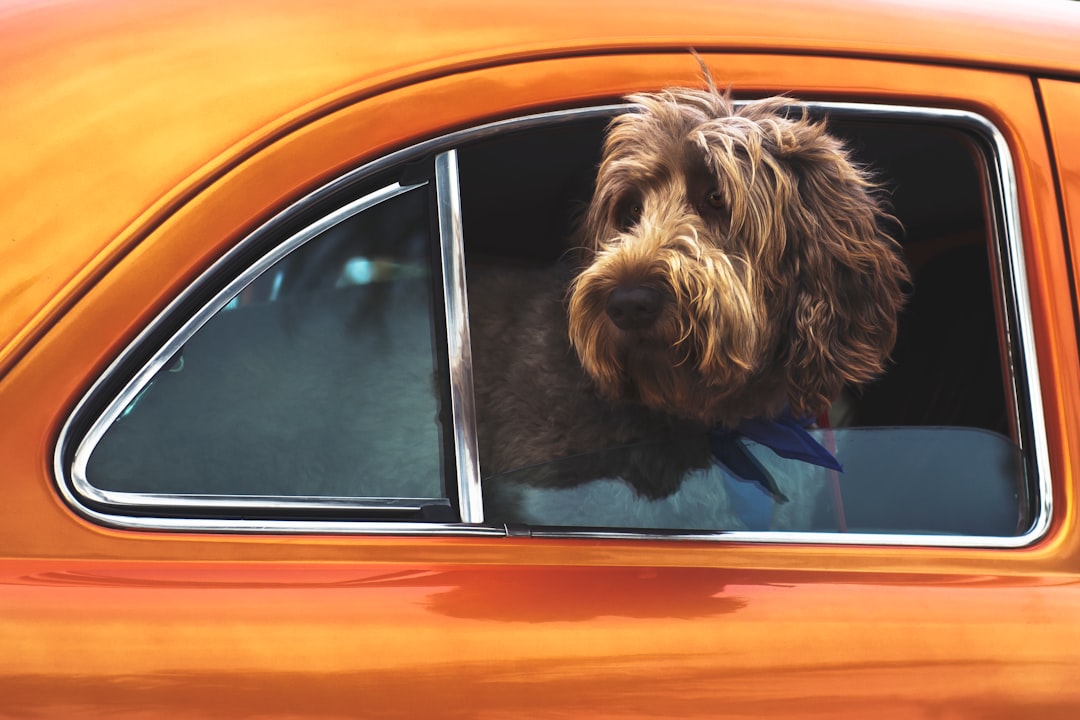 The Surprisingly Effective Way to Tackle Pet Hair Car Removal