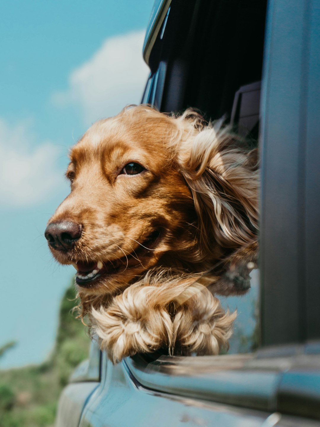 Dog Hair on Car Seats Is Relentless — Here Are the Best Ways to Fight It