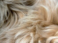 Five Reasons Pet Hair Is Harder to Remove Than You Think (And What Professional Detailers Do Differently)