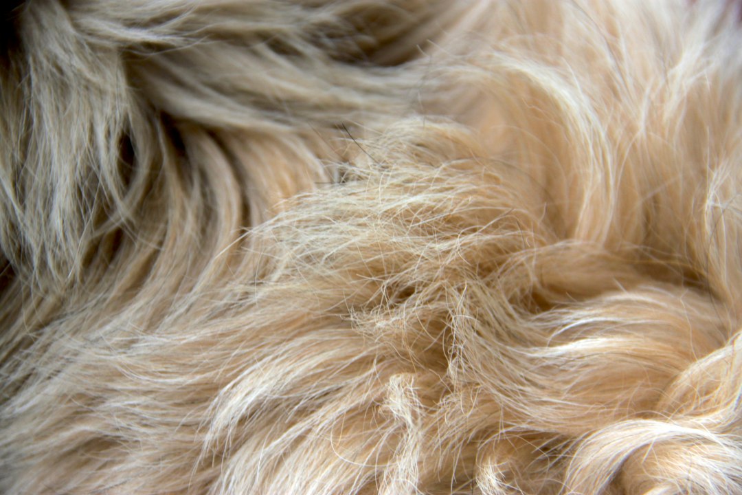 Five Reasons Pet Hair Is Harder to Remove Than You Think (And What Professional Detailers Do Differently)